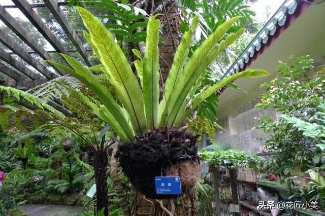 花卉批发市场 鸟巢蕨:鸟巢蕨花卉图片 冬天养花都要注意什么才不会把花养死？