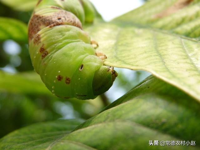 最大猪儿虫:猪儿虫表情包 世界上最大的虫是什么虫？