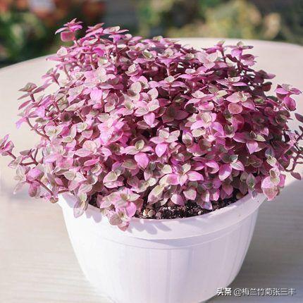 花卉图片大全吊竹梅:吊竹梅开花图片 怎样种植吊竹梅，让它长得很茂盛？