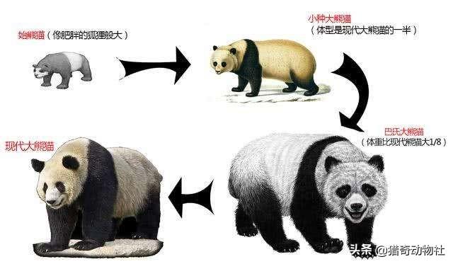 鬃狼:养狼的人一般很少被咬，而养混血狼的基本都被咬过，为什么？