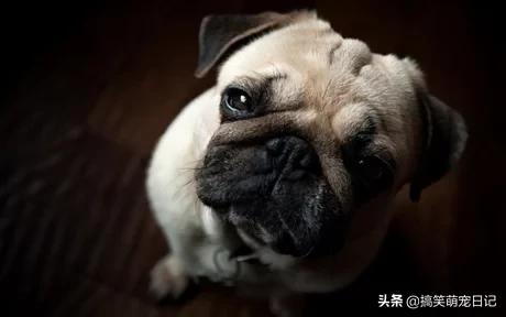 蝴蝶犬幼犬什么时候可以打预防针:刚带回家的狗狗什么时候打疫苗？