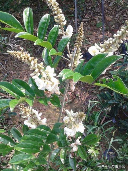 野生和种植牛大力效果一样吗?-终于实宪