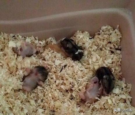 仓鼠笼子大全:什么样的笼子适合当仓鼠的产房？ 仓鼠笼子图片大全