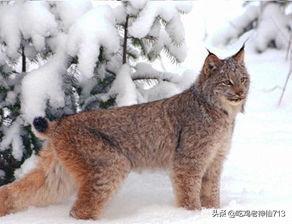世界上体型最大的猫科动物是:为什么东北虎体型比孟加拉虎大，但打不过孟加拉虎？ 世界上体型最大的猫科动物是什么