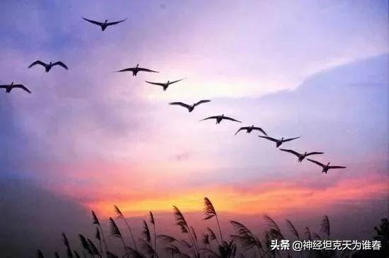 关于鸿雁的现代诗句有哪些？