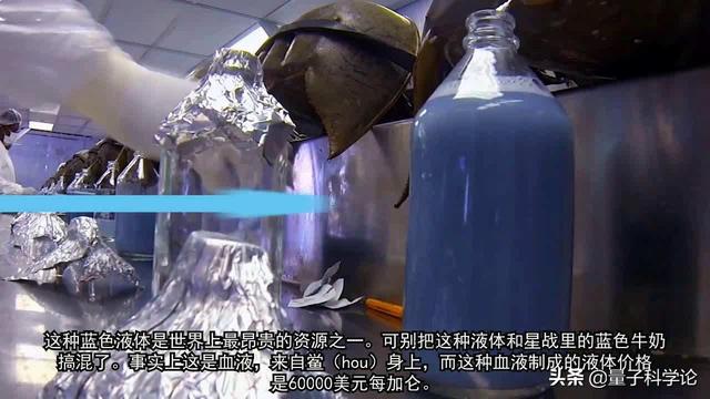 蓝尾金蜥图片以及吃什么:蜘蛛的血为什么也是蓝色的？它和珍贵的鲎血有关系吗？ 蓝尾金蜥图片