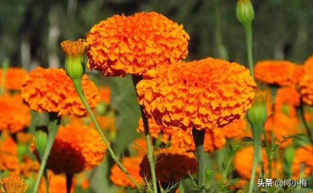 蛇灭门植物图片及名称:农村家种植什么植物可以防蛇？