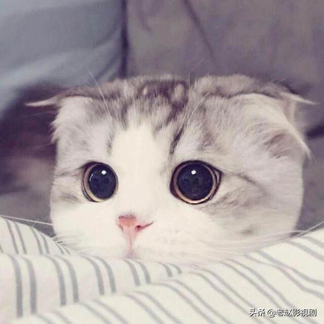 玳瑁色:折耳猫一般流行的颜色分类有哪些？