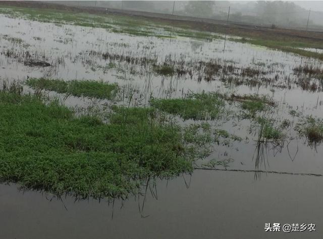 水草养殖怎么:鱼缸里的水草怎么养殖 小龙虾养殖过程中，水草的栽培方法有哪些？