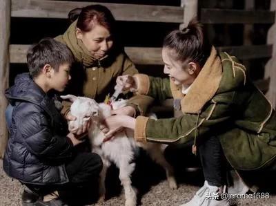 肌肉注射定位:为何猪打针扎猪脖子位置？而不是扎猪屁股？