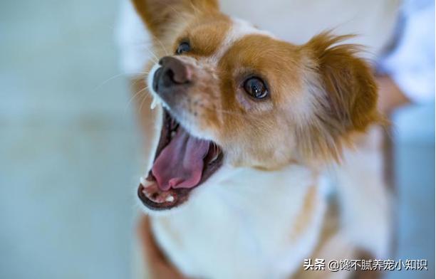 天生无脖牧羊犬遭弃:什么狗狗被抛弃很难活下来？