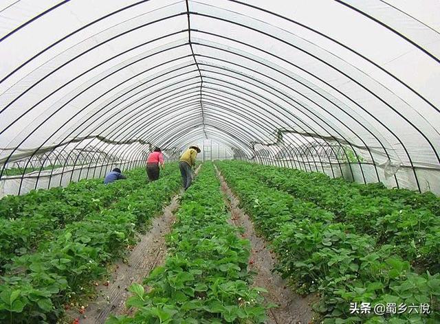 长毛兔蒙阴长毛兔论坛:冬暖式蔬菜大棚是哪里发明的？
