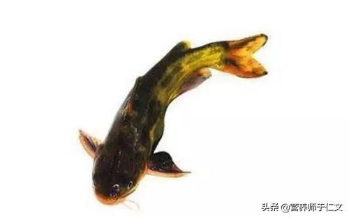 明日之后淡水观赏鱼种类介绍:《明日之后》游戏新增稀有鱼类“锦鲤”怎么钓？有什么技巧吗？ 明日之后鱼类大全及获取方法