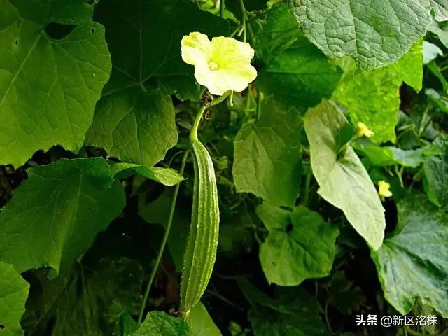 藤谷太辅:丝瓜只爬秧，不开花不结果，怎么办？