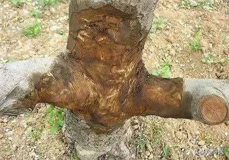细皮瘤尾守宫价钱:养守宫开销大吗？要买些什么，注意些什么？