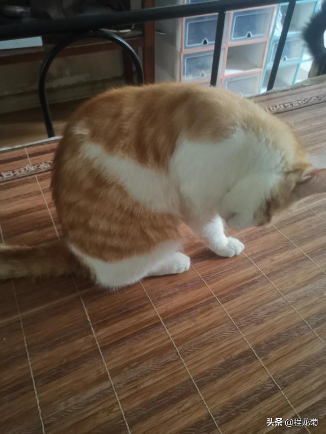 猫传腹试纸能测出来吗:猫传腹是猫的什么病，真的像兽医说的那样无药可治吗？