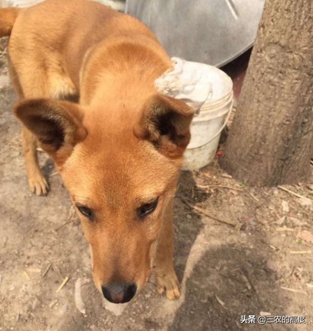 头条问答 俗话说 宅子现四喜 家中出能人 这四喜指的是什么 三农的高度的回答 0赞