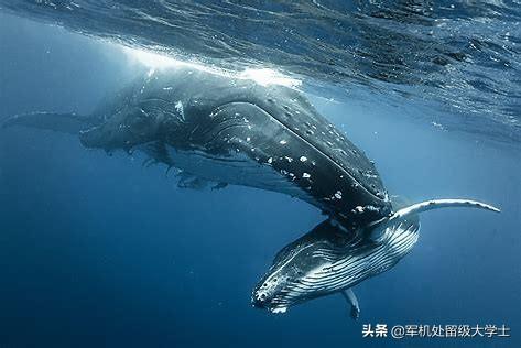 瓜头鲸数量:鲸的种类有很多种，有多少种呢？
