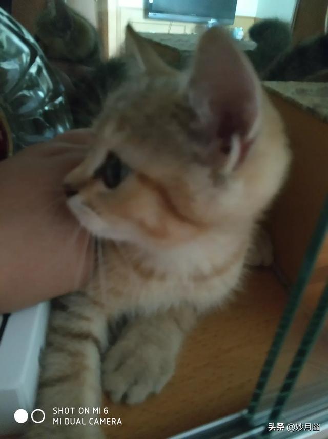 逃出可爱猫咪房间:小猫刚回新家一直躲着不出来怎么办？ 猫咪逃离密室