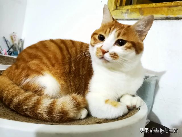 可爱宠物小猫咪:你们家的小猫咪晚上喜欢爬上你的床吗？ 我家的小宠物小猫咪