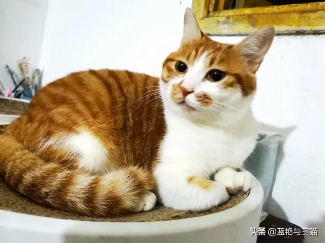 德州宠物猫领养:如何收养流浪宠物狗和猫？ 广州宠物猫领养中心