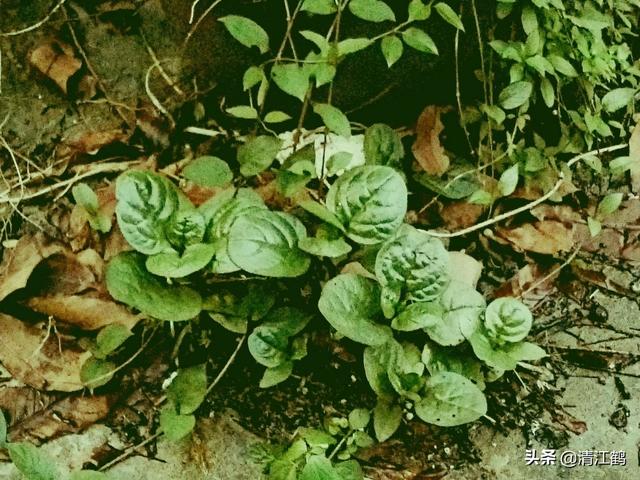 荒漠猫疥螨病的诊疗:南方种植什么最赚钱，南方山地适合种植什么？