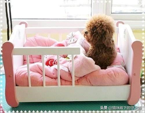 三个月泰迪狗瘟能治好吗:二个月泰迪得狗瘟怎么治 三个月的小泰迪犬瘟热怎么治疗？