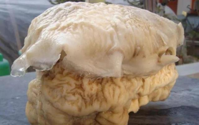 道家-食疗养生轻身丹,为啥古代人死后嘴里边都要含着