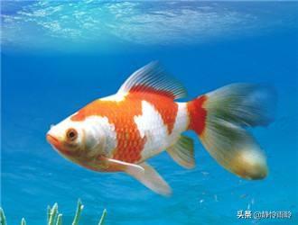 草金鱼和锦鲤的区别:400斤水可以养多少草金鱼？