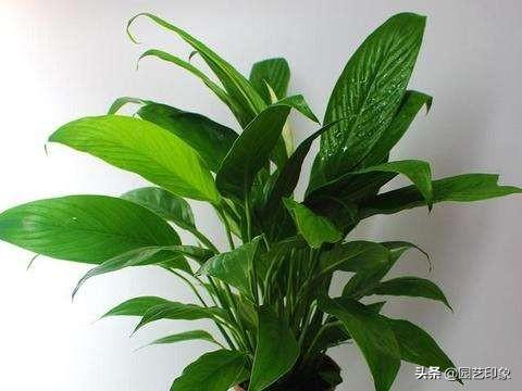 一帆风顺怎么养:水培一帆风顺怎么养才茂盛？
