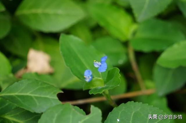 前景草:前景草哪个最好看 农户种植鼠曲草市场前景如何？