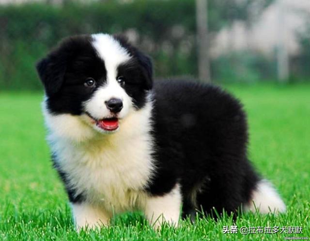 警卫犬:第一次养狗如何选择狗狗品种？