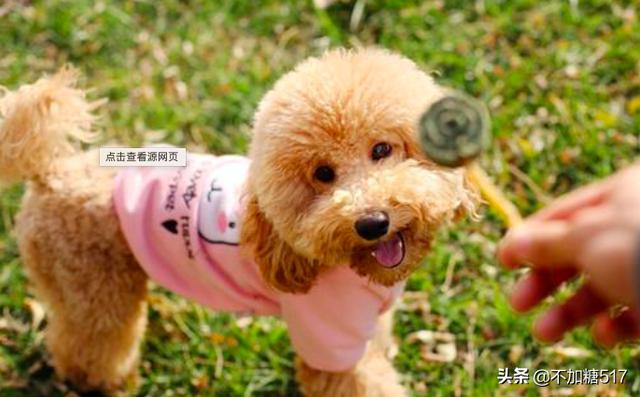 我和我家泰迪作文:如果必须养一条狗，你会选择什么狗？