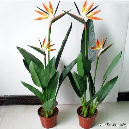 天堂鸟花语:天堂鸟这花怎么样啊？我家的总是烂叶，该怎么办？