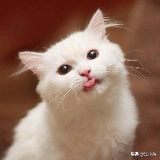 猫咪闻到臭脚后为什么会张开嘴:请问，猫咪不会嫌弃自己的主人脚臭吗？