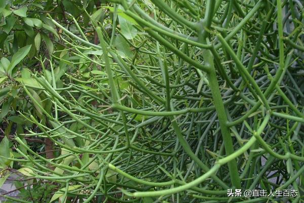 光棍树:光棍树是什么样的一种植物？