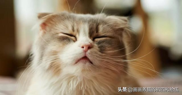 小猫一直打喷嚏其他都好:小猫打喷嚏，不是猫鼻支，想买些人用的滴鼻药，有什么推荐吗？