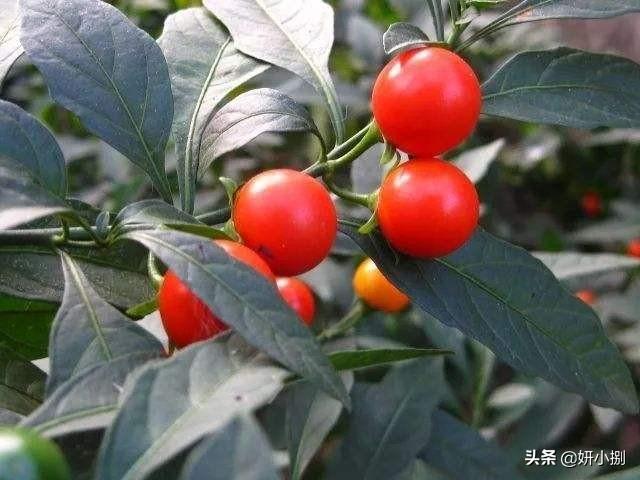 桃叶珊瑚适合种家里吗:珊瑚樱盆景能在家里养吗？放家里养好吗？
