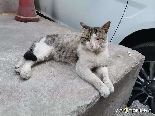 辅猫吧:可以抓小区的流浪猫到家里抓老鼠吗？