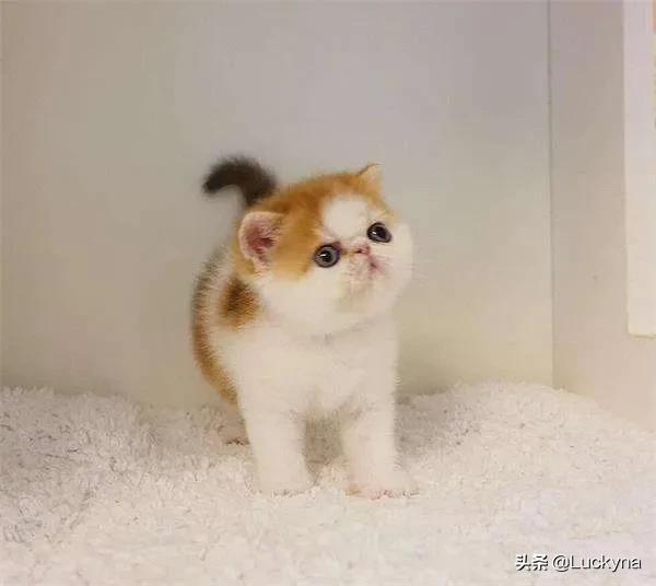 三个月猫不认主人乱咬乱抓:猫离家两个月回来后不认家，不认人，不认猫，为什么？