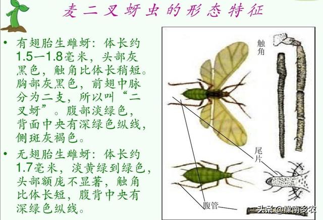 大冬瓜幼苗蚜虫怎么防治:如何防治小麦苗期蚜虫？蚜虫对小麦生长有哪些危害？