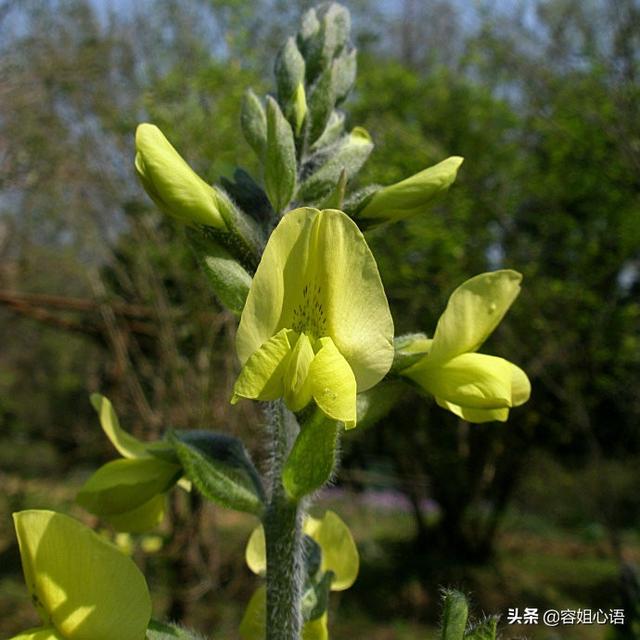 蛇灭门怎么药用:家里总有蛇出没，请问有哪些花花草草是防蛇的？