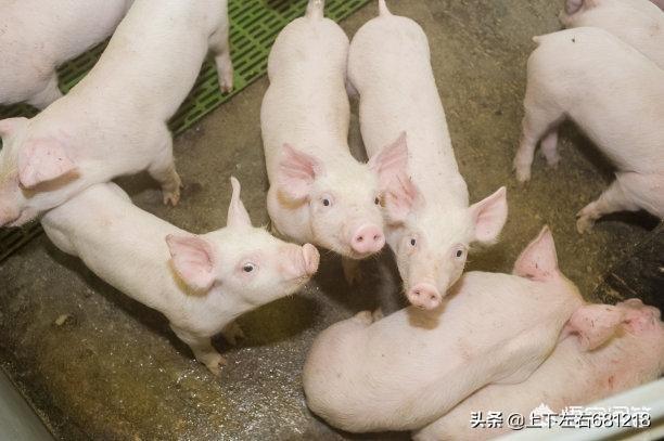 打算投资10万搞生猪养殖,你们说说有没有成功的希望？