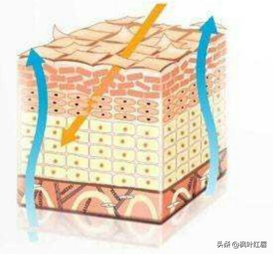 水解胶原纤脸面膜胶(水解胶原精华面膜)