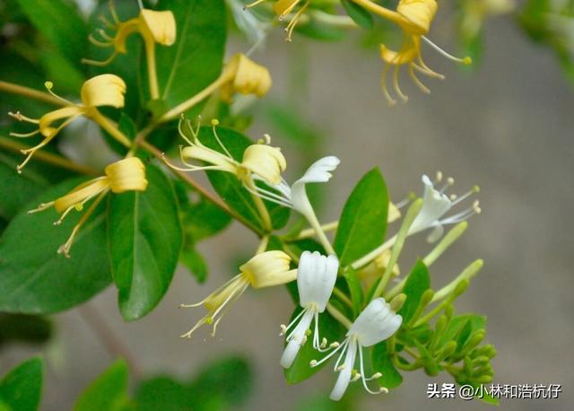 电视剧《忍冬艳蔷薇》这个名字是什么意思？
