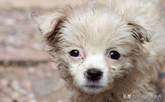 河北唐山流浪犬收容:现在小区存在很多流浪狗、流浪猫，有相关法律和部门管理吗？