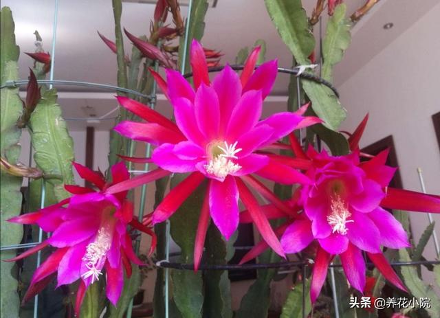 令箭荷花图片:令箭荷花品种大全 令箭四季最佳养护方法是什么？