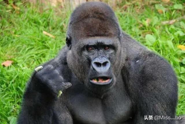 克罗斯河大猩猩:你觉得世界上最珍贵的动物是什么