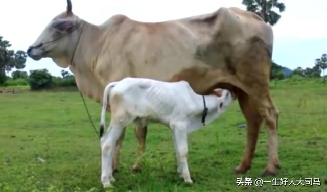 小龙猫用什么人工喂奶:为什么要给犊牛喂初乳？给犊牛喂初乳应该注意哪些事项？