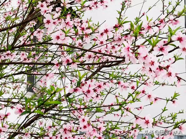 阿牛的歌:请根据阿牛的《桃花朵朵开》的歌词，拍摄出一套摄影组图？